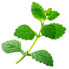 Smart Garden Simply Pro "Trio Tea" set