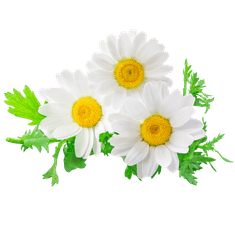 Smart Garden Simply Pro "Trio Tea" set