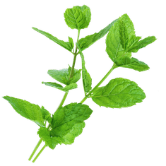 Smart Garden Simply Pro "Trio Tea" set