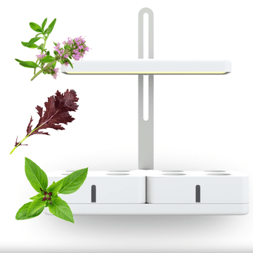 Smart Garden Simply Classic "Trio Bosiljak" set