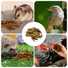 Mersjo Sušene larve crne vojničke muhe za gmazove, glodavce i ribe 1kg BSF