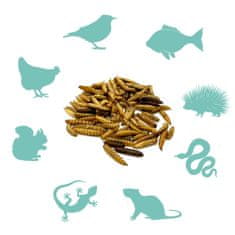 Mersjo Sušene larve crne vojničke muhe za gmazove, glodavce i ribe 1kg BSF