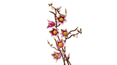 LEGO Botanicals 11510 Grane magnolije