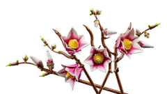 LEGO Botanicals 11510 Grane magnolije