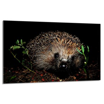 TMK Staklena zaštitna ploča za štednjak 80x52 Jež