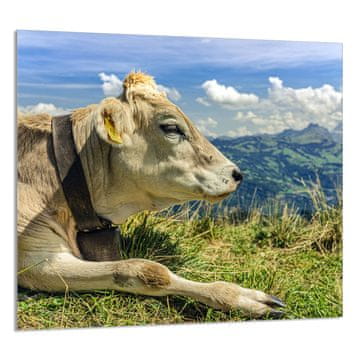 TMK STAKLENA PLOČA ZA KUHINJU 65x60 Cow