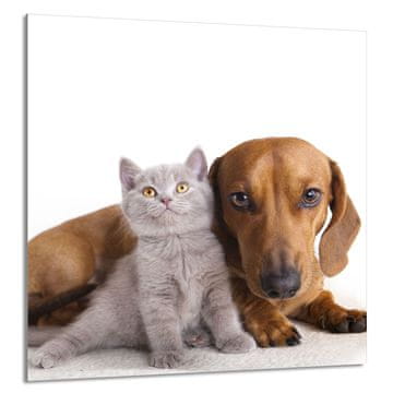 TMK STAKLENA PLOČA ZA KUHINJU 60x65 Životinje