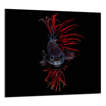 TMK STAKLENA PLOČA ZA KUHINJU 65x60 Riba