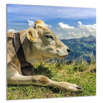 TMK STAKLENA PLOČA ZA KUHINJU 60x65 Cow