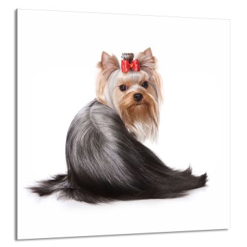 TMK STAKLENA PLOČA ZA KUHINJU 60x65 Pas