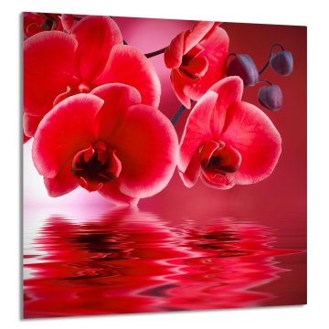 TMK STAKLENA PLOČA ZA KUHINJU 60x65 Orhideja