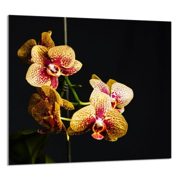 TMK STAKLENA PLOČA ZA KUHINJU 65x60 Orhideja