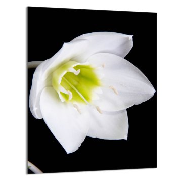 TMK STAKLENA DASKA ZA REZANJE 40x52 Orhideja