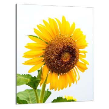 TMK STAKLENA DASKA ZA REZANJE 40x52 Cvijet