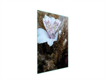 TMK STAKLENA DASKA ZA REZANJE 35x52 ORHIDEJA