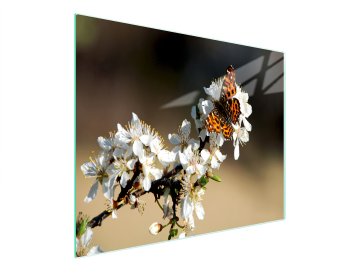 TMK STAKLENA DASKA ZA REZANJE 52x30 ŠLJIVA