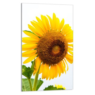 TMK STAKLENA DASKA ZA REZANJE 30x52 Cvijet