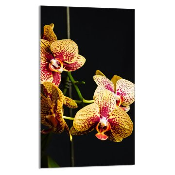 TMK STAKLENA DASKA ZA REZANJE 30x52 Orhideja