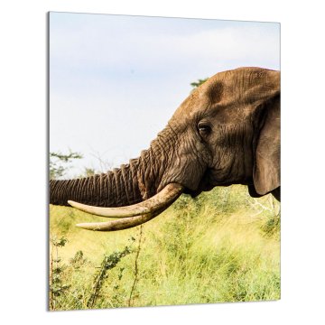 TMK STAKLENA DASKA ZA REZANJE 40x52 Slon