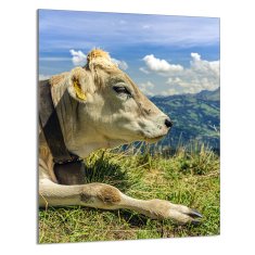 TMK STAKLENA DASKA ZA REZANJE 40x52 Cow