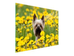 TMK STAKLENA DASKA ZA REZANJE 52x30 DOG