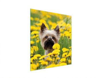 TMK STAKLENA DASKA ZA REZANJE 45x52 PAS