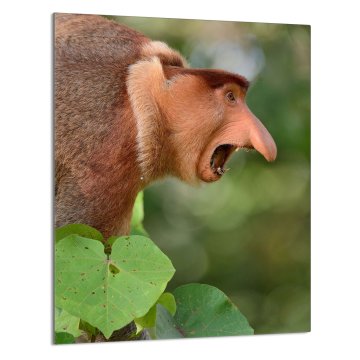 TMK STAKLENA DASKA ZA REZANJE 40x52 Proboscis