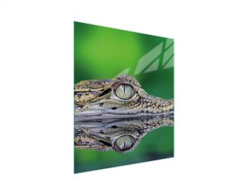 TMK STAKLENA DASKA ZA REZANJE 45x52 KROKODILA