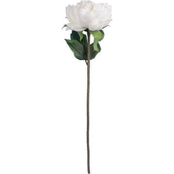 Bojžur, 50 cm, bijela boja