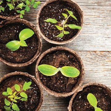 Planta Rosada saksije 6 cm okrugle 24 kom. biljka