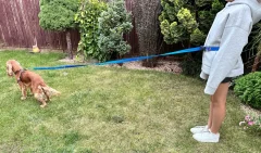 Povodac za pse s amortizerom 480 cm PLAVA Podesiva handsfree, proizvedeno u Poljskoj