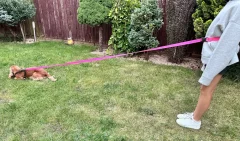 Povodac za pse s amortizerom 480 cm NEON RUŽIČASTI Podesivi HandsFree Proizvedeno u Poljskoj