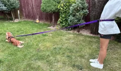 Povodac za pse s amortizerom 480 cm LJUBIČASTO Podesivi HandsFree Proizvedeno u Poljskoj