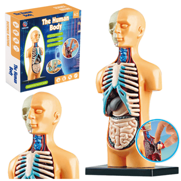 slomart LEAN TOYS Anatomski model ljudskog tijela s organima