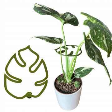 Potpora za biljke i cvijeće MONSTERA STRONG Kopča za potporu L 21 cm