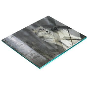 Kuhinjska višenamjenska dekorativna staklena daska sivi vuk 60x52 cm