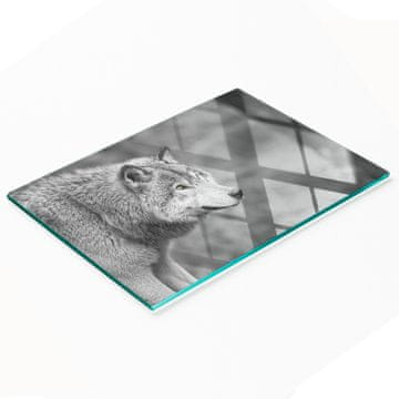 tulup.cz Višenamjenska dekorativna staklena ploča s printom sivog vuka 80x52 cm