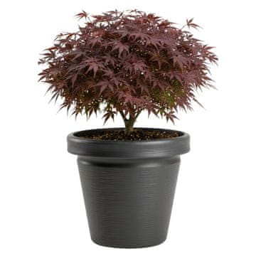 Posuda Srtia Riflo antracit h40x46 cm