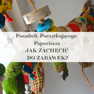 Vodič za ParrotPlanet - KAKO POKRENUTI SVOJU PAPIGU NA IGRANJE - Vodič za početnike o papigama