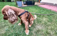 Povodac za pse s amortizerom 480 cm KAKI podesivi handsfree, proizvedeno u Poljskoj