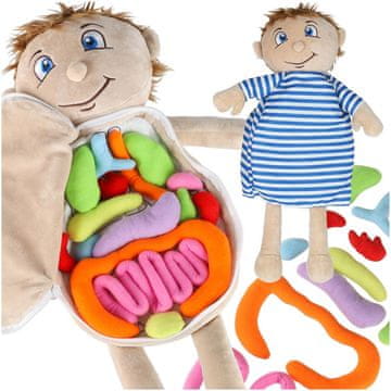 Northix Anatomska lutka dječak, igračka s uklonjivim organima, STEM, 48 cm