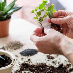 BIO15 univerzalna organska zemlja ZA cvijeće i biljke, 10 l s gnojivom