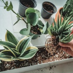 BIO15 univerzalna organska zemlja ZA cvijeće i biljke, 10 l s gnojivom