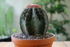 BIO10 supstrat za kaktuse i sukulente, propusni za aloju 5l