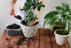 BIO9 zemlja ZA palme JUK dracene 5L supstrat ZA zelene biljke s biovita gnojivom