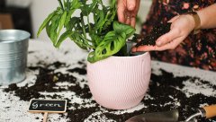 BIO9 zemlja ZA palme JUK dracene 5L supstrat ZA zelene biljke s biovita gnojivom