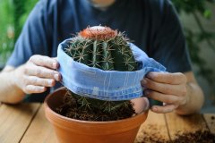 BIO10 supstrat za kaktuse i sukulente, propusni za aloju 5l