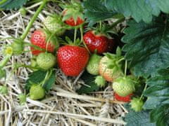 33 SUM77 Sumin gnojivo za jagode, divlje jagode, maline i kupine, optimalni sastav, 1 kg