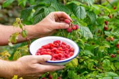 33 SUM77 Sumin gnojivo za jagode, divlje jagode, maline i kupine, optimalni sastav, 1 kg