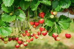 33 SUM77 Sumin gnojivo za jagode, divlje jagode, maline i kupine, optimalni sastav, 1 kg